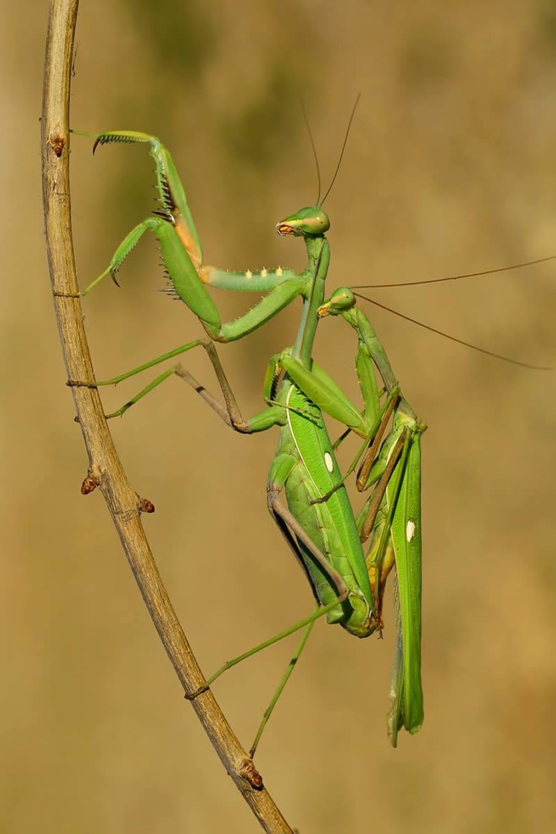 Macro Photos Of Insects By Hasan Baglar