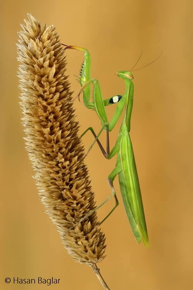 Macro Photos Of Insects By Hasan Baglar