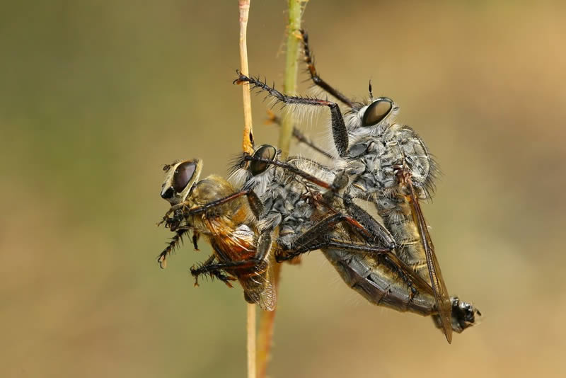 Macro Photos Of Insects By Hasan Baglar