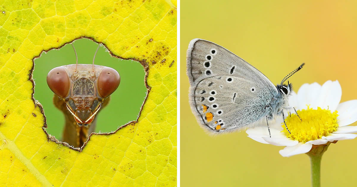 Cyprus Photographer Hasan Bağlar Captures Mesmerizing Macro Photos Of Insects