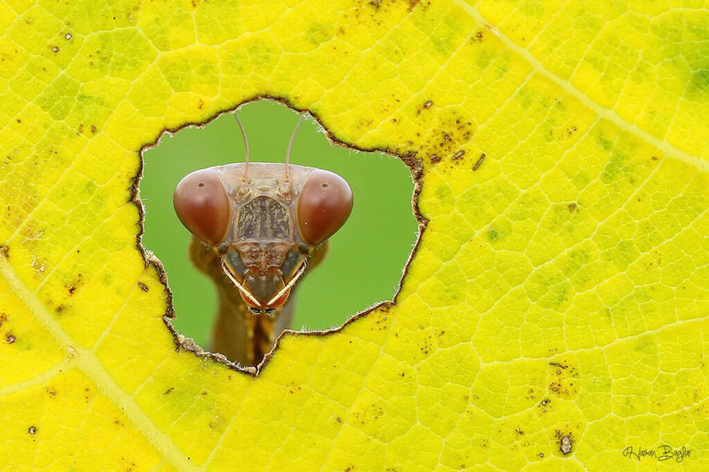 Macro Photos Of Insects By Hasan Baglar