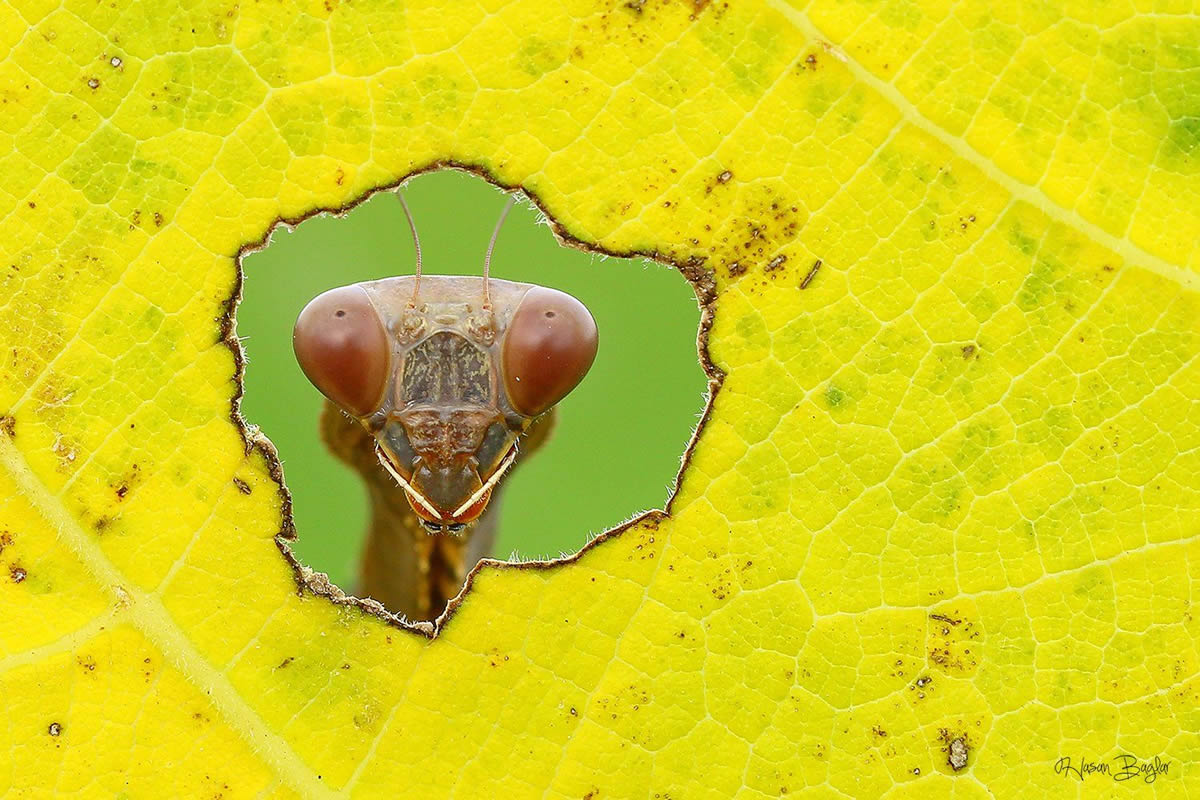 Macro Photos Of Insects By Hasan Baglar