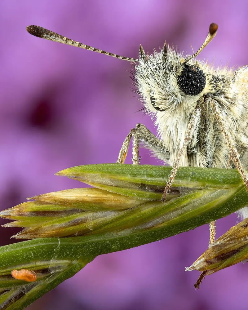 Macro Photography Of Inects By Dennis