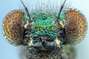 German Macro Photographer Dennis Captures Extreme Close-Up Portraits Of ...