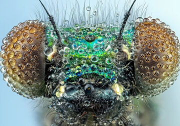 German Macro Photographer Dennis Captures Extreme Close-Up Portraits Of Insects