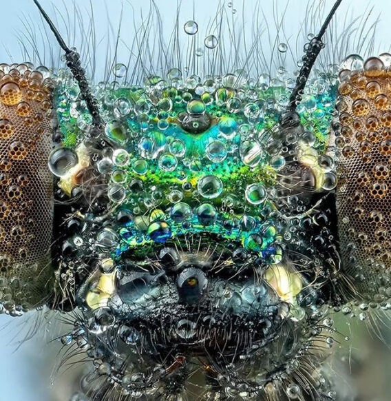 German Macro Photographer Dennis Captures Extreme Close-Up Portraits Of Insects