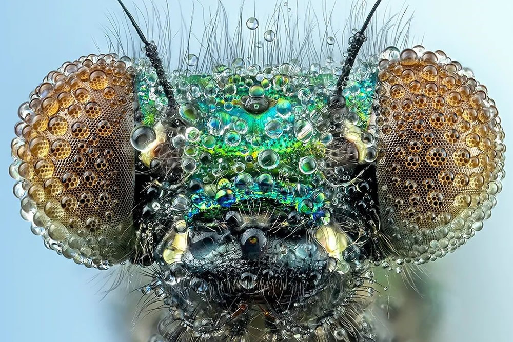 Extreme Macro Photography