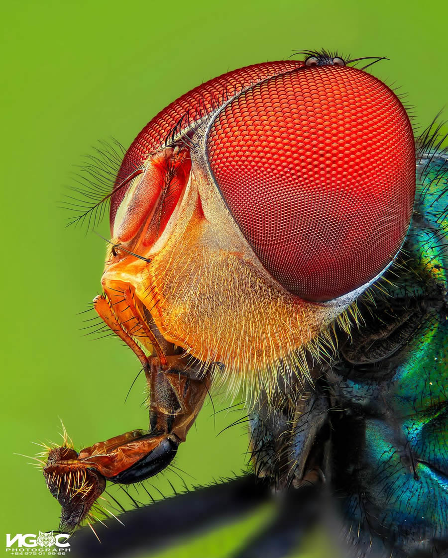 Macro Photography Of Insects By Tran The Ngoc