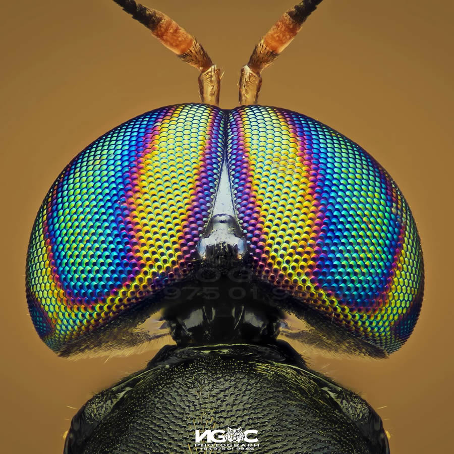 Macro Photography Of Insects By Tran The Ngoc