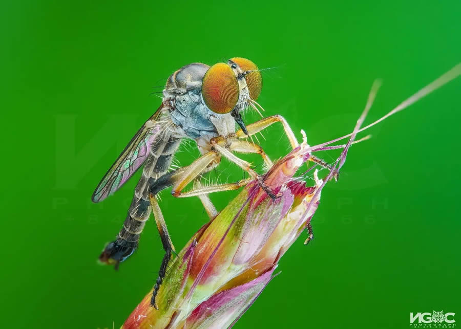 Macro Photography Of Insects By Tran The Ngoc