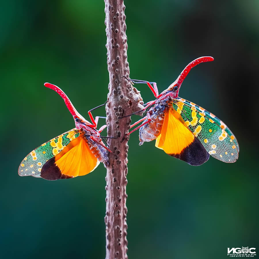 Macro Photography Of Insects By Tran The Ngoc