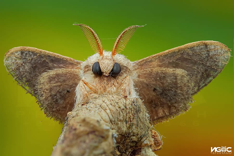 Macro Photography Of Insects By Tran The Ngoc