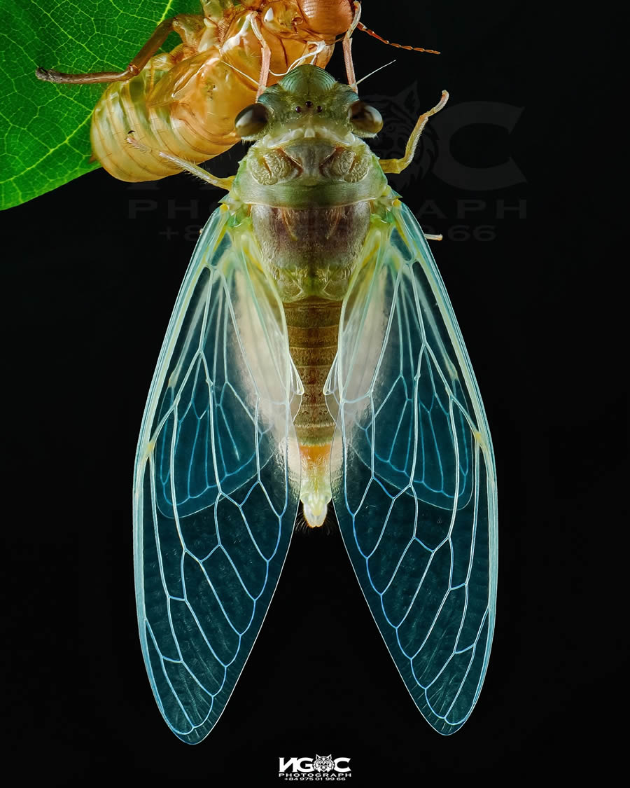 Macro Photography Of Insects By Tran The Ngoc