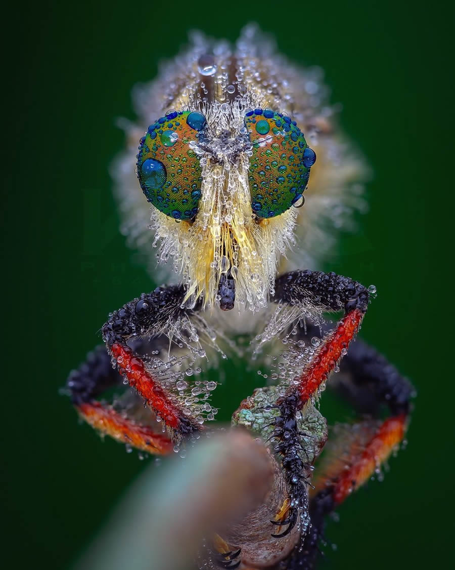 Macro Photography Of Insects By Tran The Ngoc