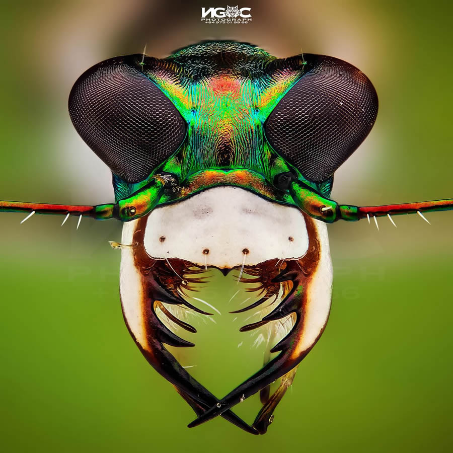 Macro Photography Of Insects By Tran The Ngoc