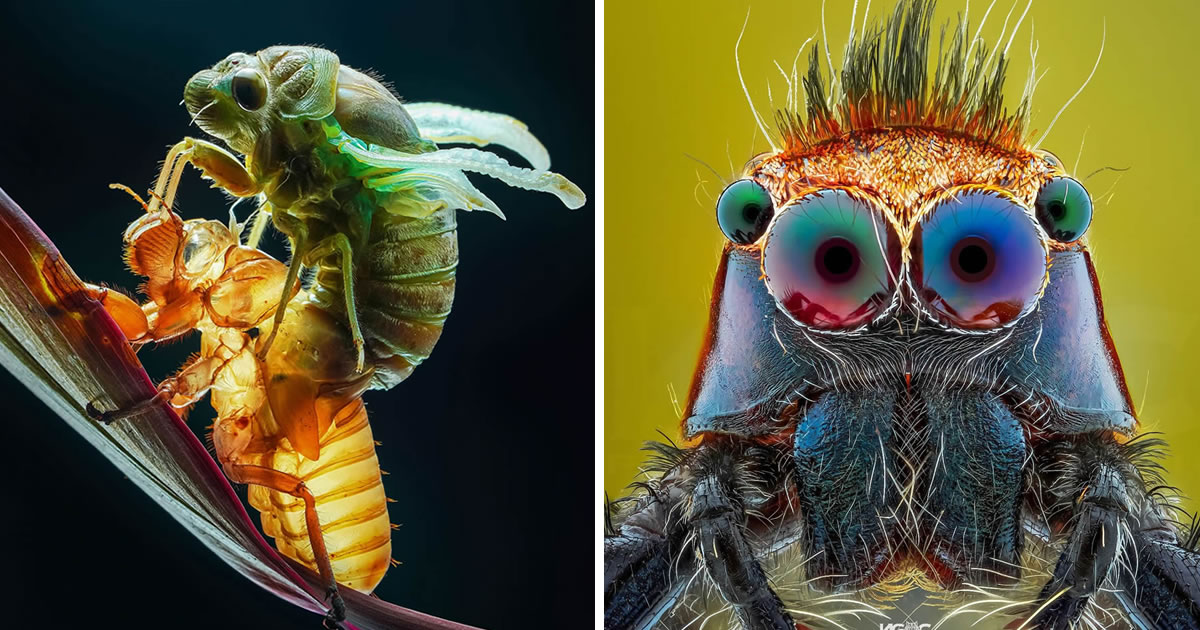 Macro Photographer Tran The Ngoc Captures Captivating Close-Up Portraits Of Insects