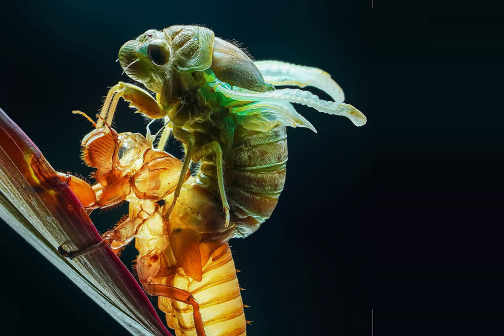 Macro Photography Of Insects By Tran The Ngoc