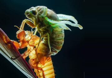 Macro Photography Of Insects By Tran The Ngoc