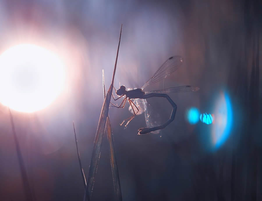 Mesmerizing Macro Photography By Yevgenii Lukashuk