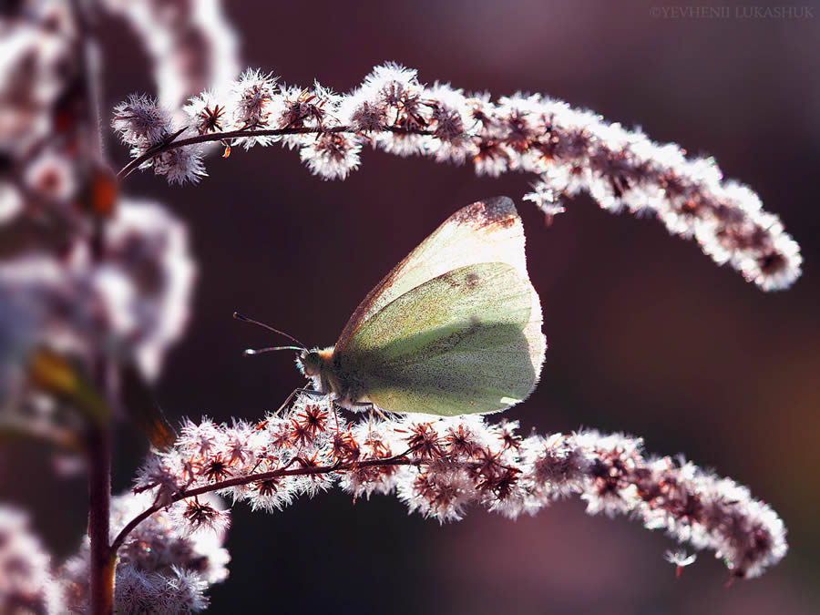 Mesmerizing Macro Photography By Yevgenii Lukashuk