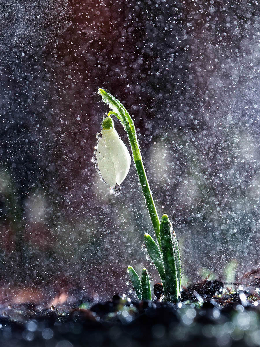 Mesmerizing Macro Photography By Yevgenii Lukashuk