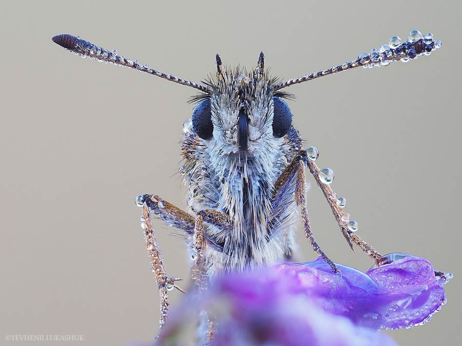 Mesmerizing Macro Photography By Yevgenii Lukashuk