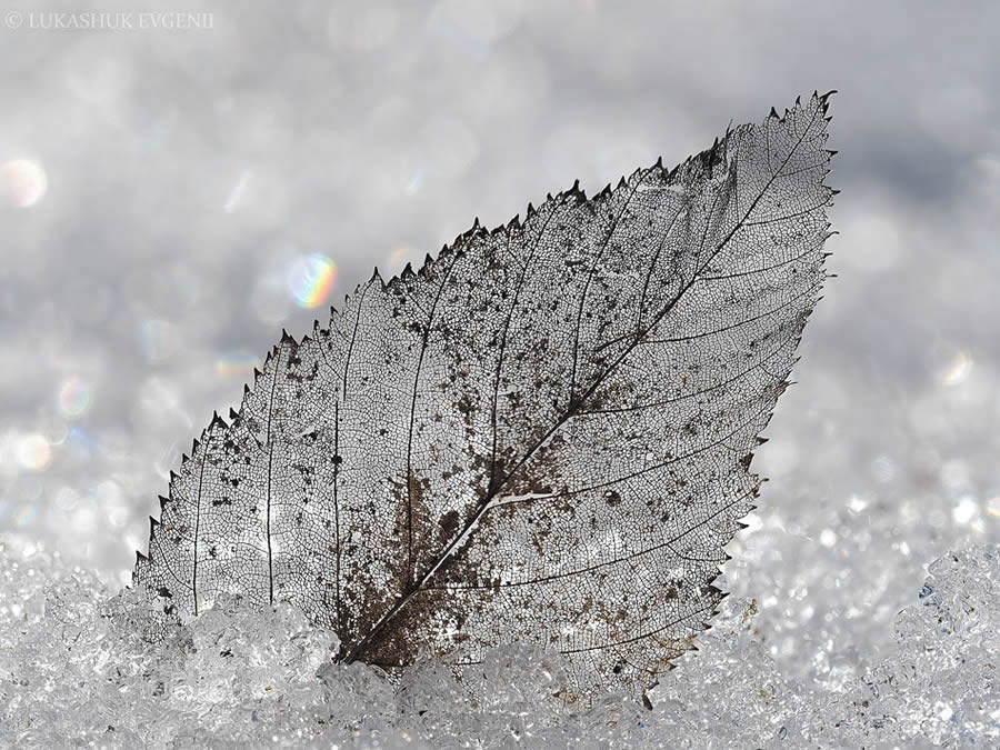 Mesmerizing Macro Photography By Yevgenii Lukashuk