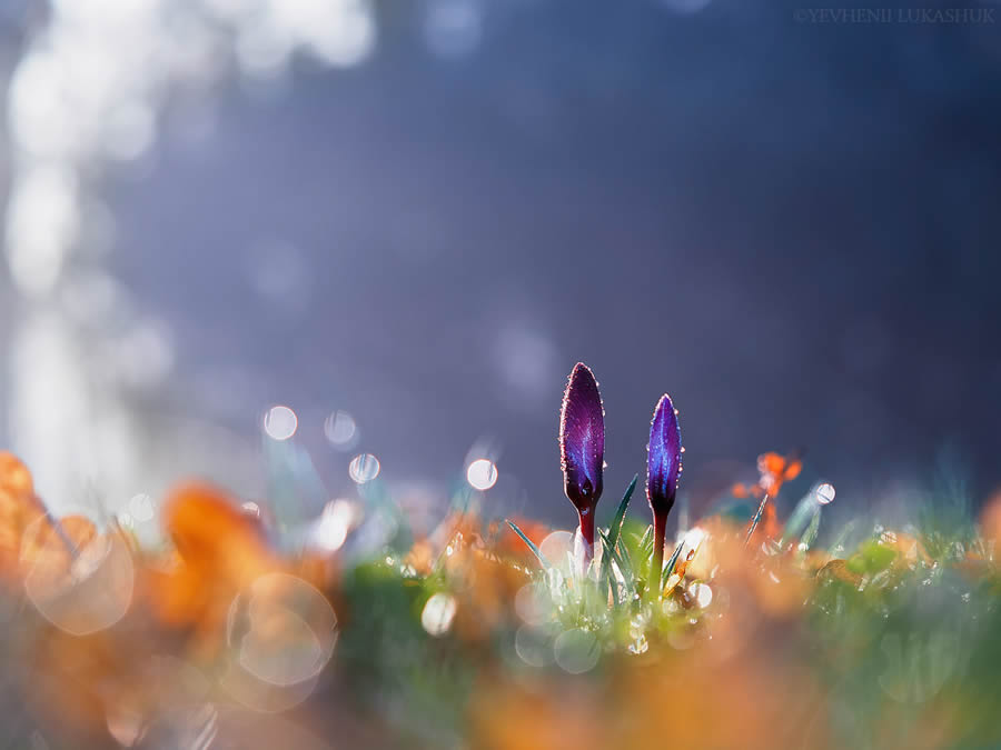 Mesmerizing Macro Photography By Yevgenii Lukashuk