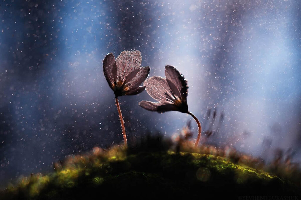 Mesmerizing Macro Photography By Yevgenii Lukashuk