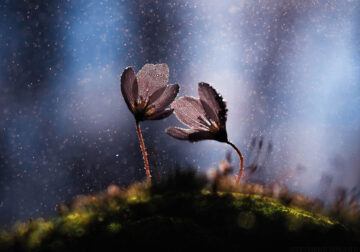 Mesmerizing Macro Photography By Yevgenii Lukashuk