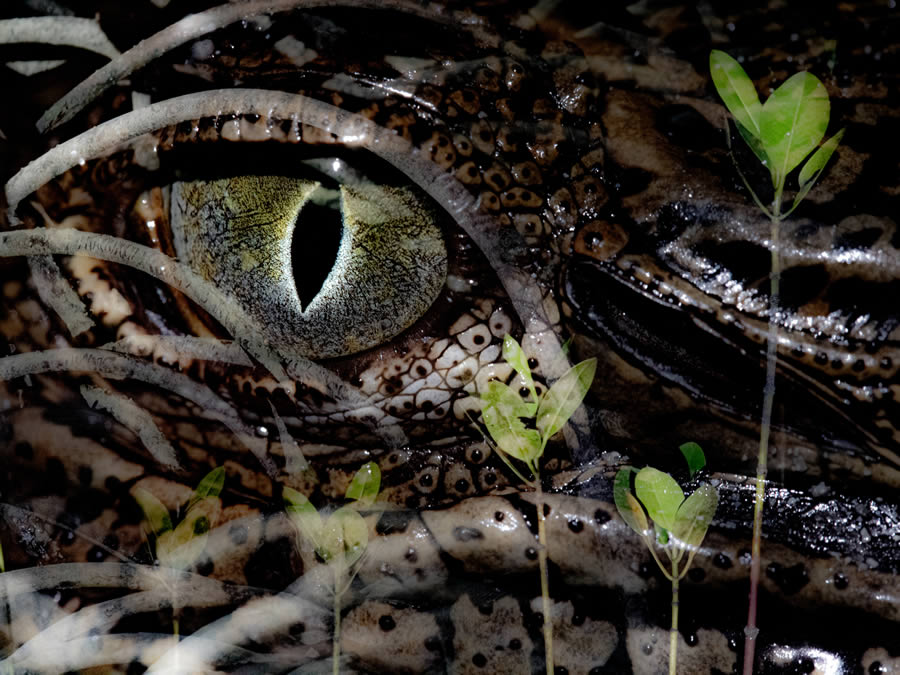 Heart Touching Winners Of Mangrove Photography Awards 2024