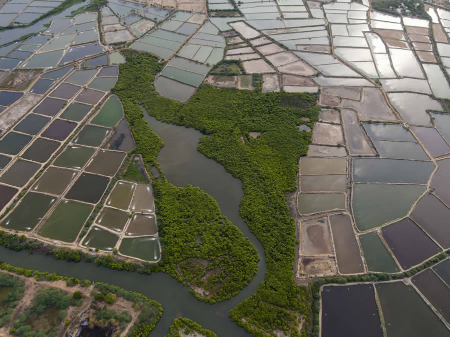 Heart Touching Winners Of Mangrove Photography Awards 2024