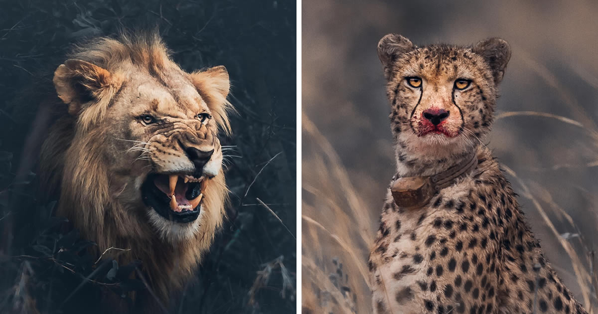 South African Photographer Martin Meyer Captures Breathtaking Wildlife Photos That Will Amaze You