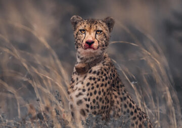 Wildlife Photography By Martin Meyer