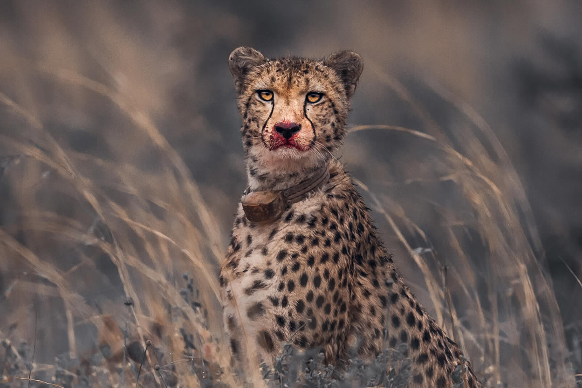 Wildlife Photography By Martin Meyer