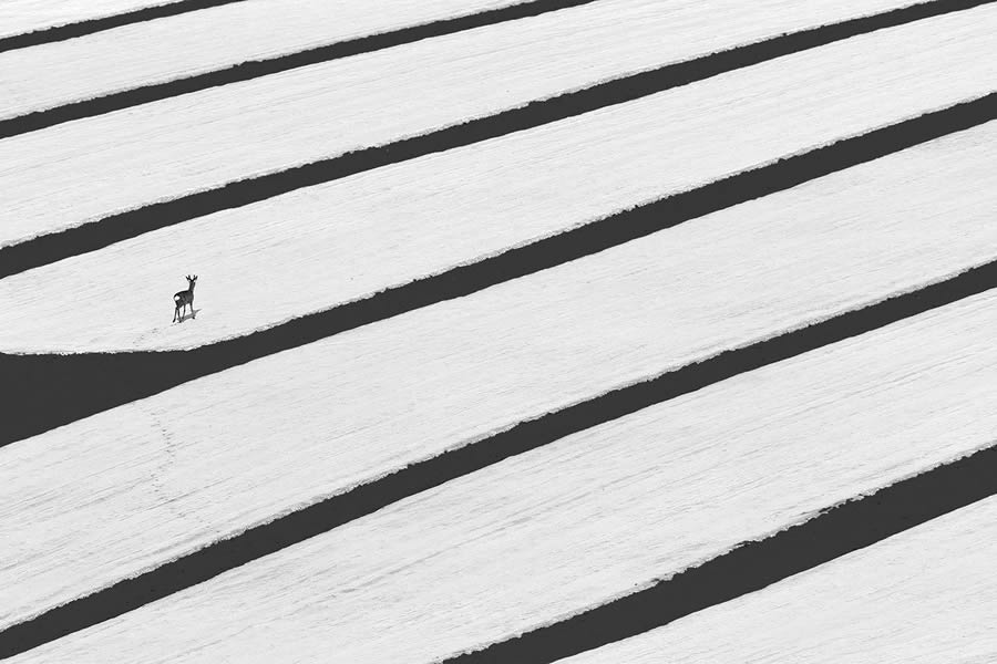 Minimalism Black And White Photography Awards