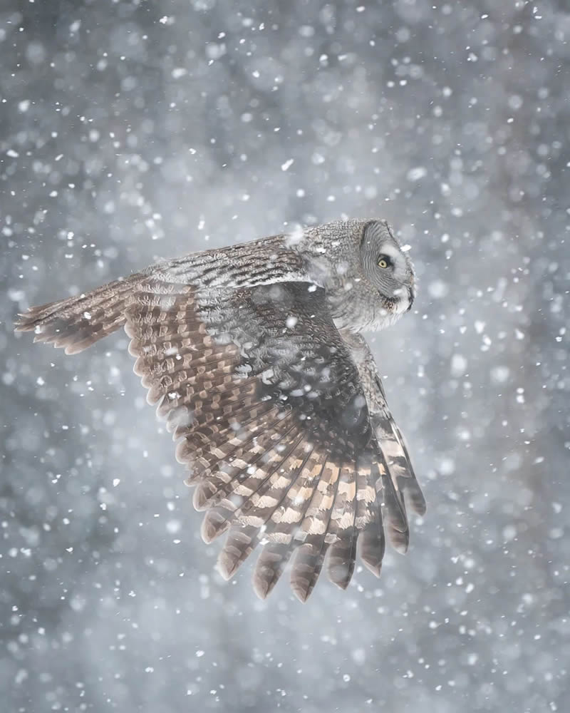 Incredible Photos Of Owls In The Forests Of Finland By Mikko Leppanen