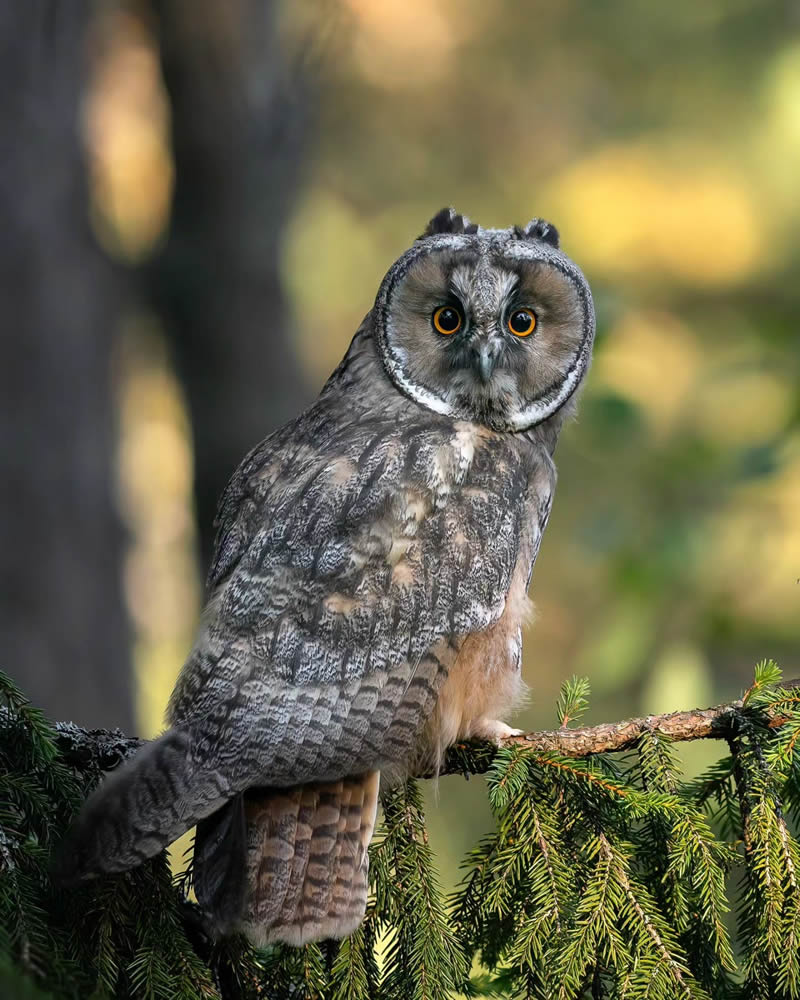 Photographer Mikko Leppänen Captures Incredible Photos Of Owls In The ...