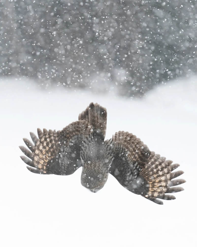 Incredible Photos Of Owls In The Forests Of Finland By Mikko Leppanen