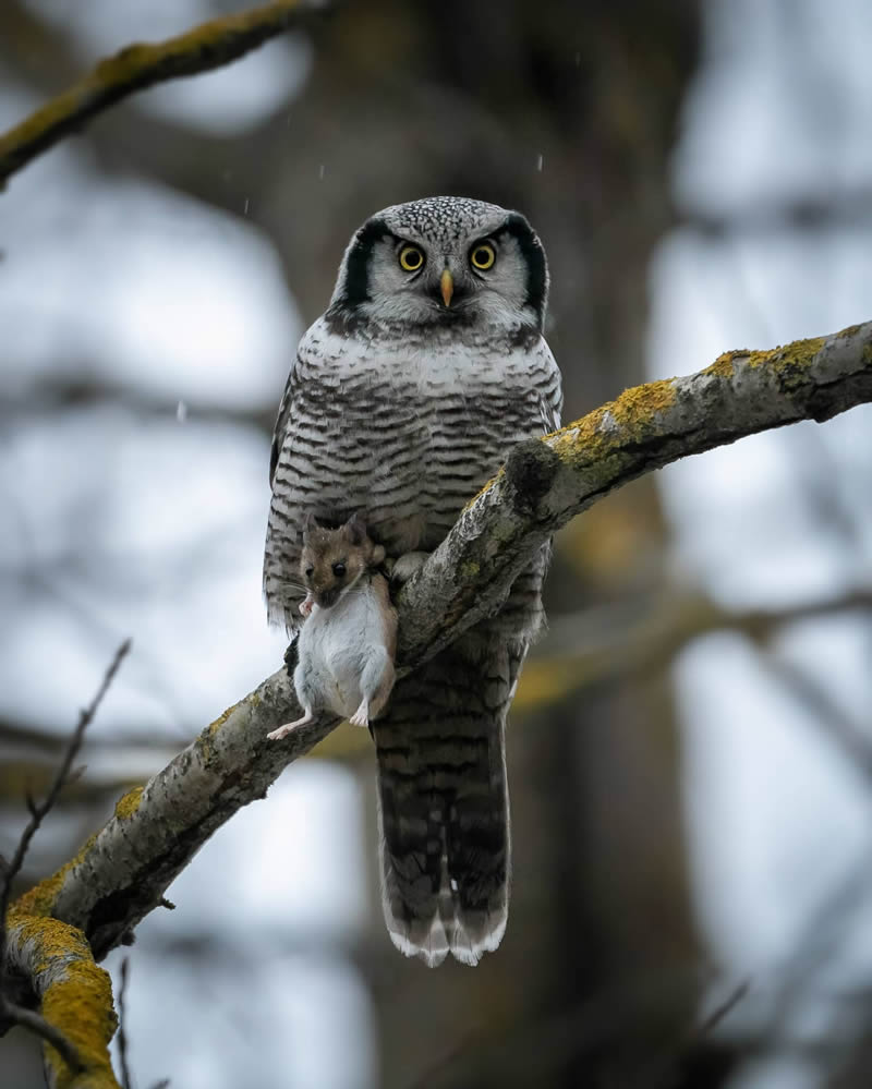 Incredible Photos Of Owls In The Forests Of Finland By Mikko Leppanen