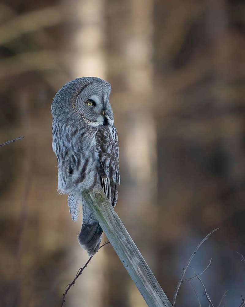 Incredible Photos Of Owls In The Forests Of Finland By Mikko Leppanen