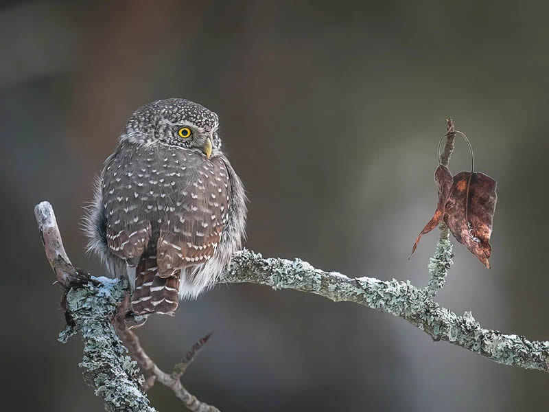 Incredible Photos Of Owls In The Forests Of Finland By Mikko Leppanen