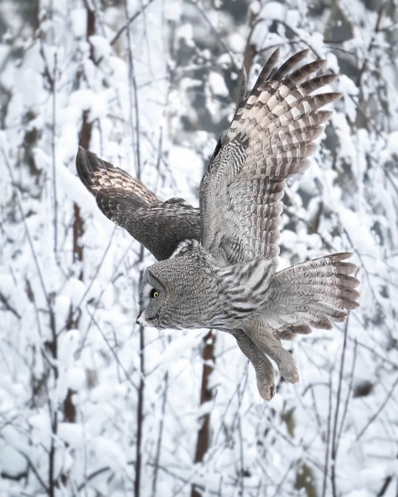 Incredible Photos Of Owls In The Forests Of Finland By Mikko Leppanen