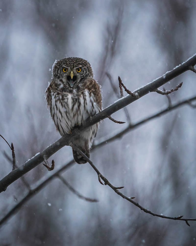 Incredible Photos Of Owls In The Forests Of Finland By Mikko Leppanen