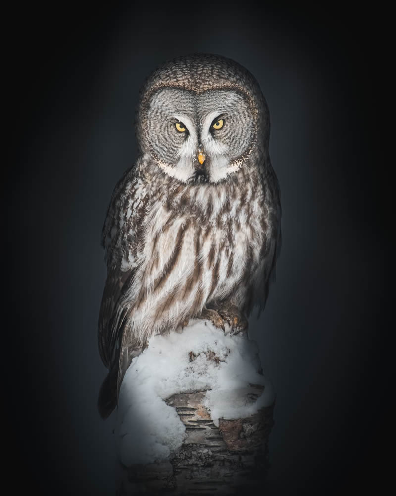 Incredible Photos Of Owls In The Forests Of Finland By Mikko Leppanen