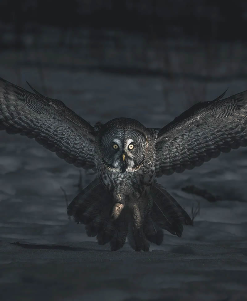 Incredible Photos Of Owls In The Forests Of Finland By Mikko Leppanen