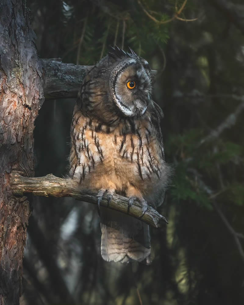 Incredible Photos Of Owls In The Forests Of Finland By Mikko Leppanen