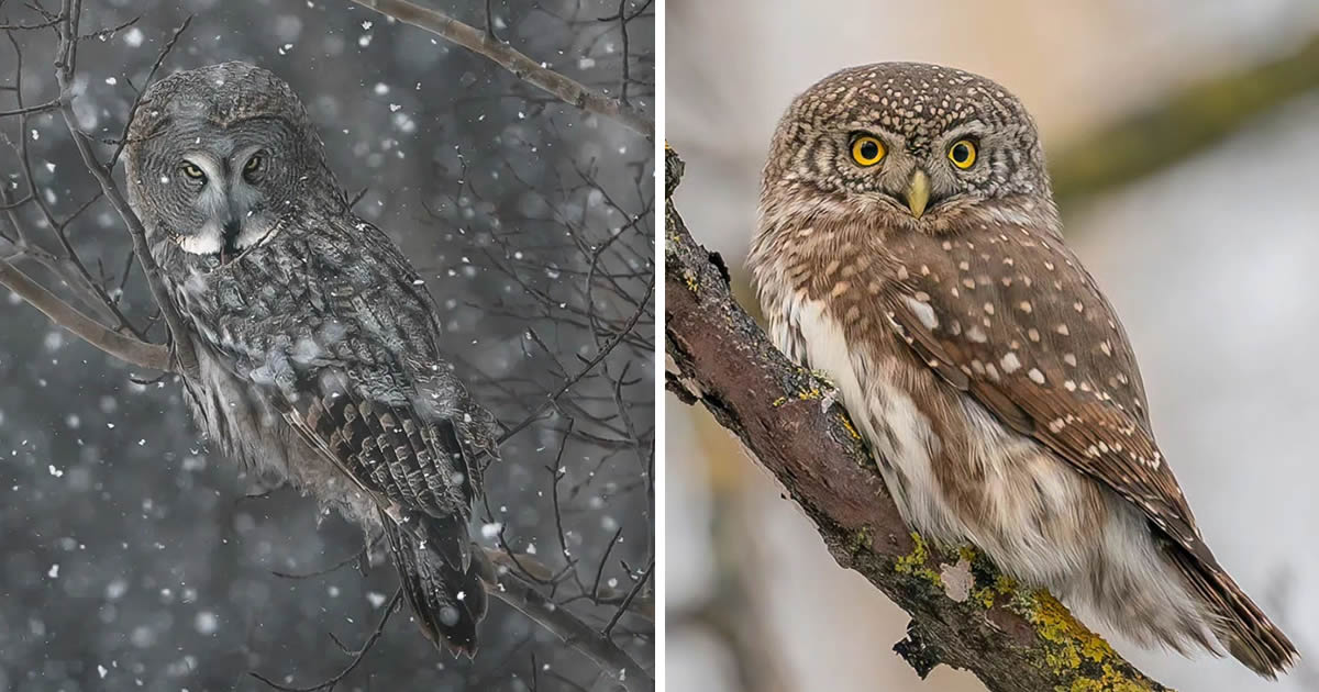 Photographer Mikko Leppänen Captures Incredible Photos Of Owls In The Forests Of Finland