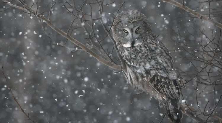 Incredible Photos Of Owls In The Forests Of Finland By Mikko Leppanen