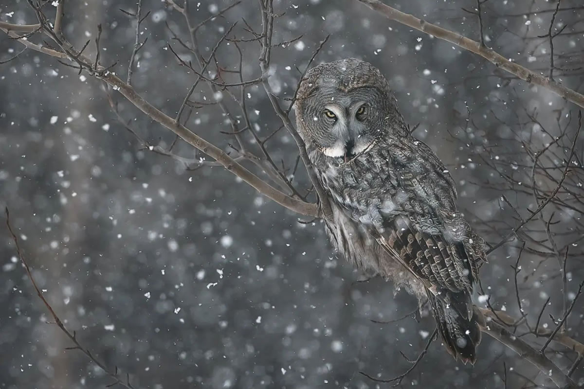 Incredible Photos Of Owls In The Forests Of Finland By Mikko Leppanen